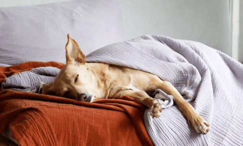 Ein goldener Mischlingshund auf einem Bett schlafend